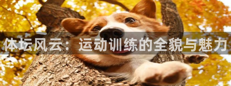 BTV体育直播回放：体坛风云：运动训练的全貌与魅力